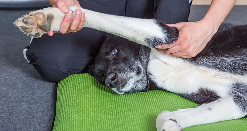 13 Effective Dog Leg Pain Home Remedies 