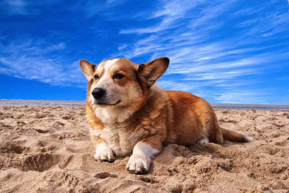 how often should i give my dog glucosamine