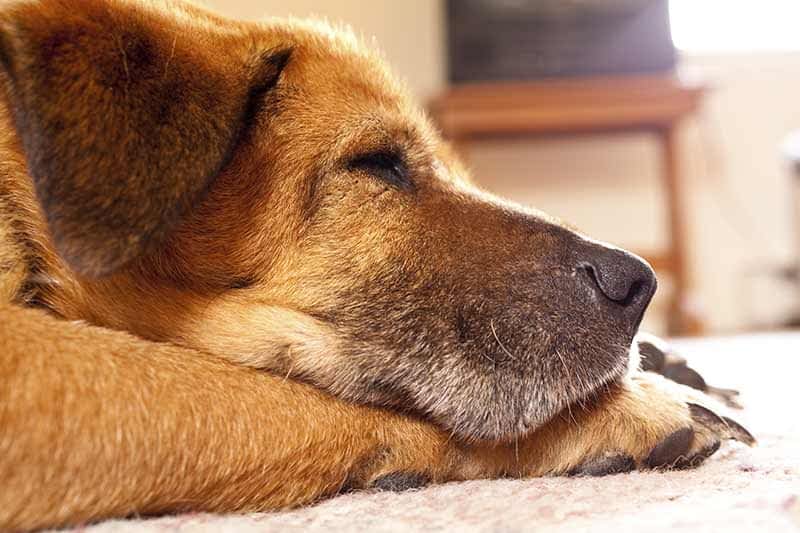 glucosamine chondroitin for dogs dosage