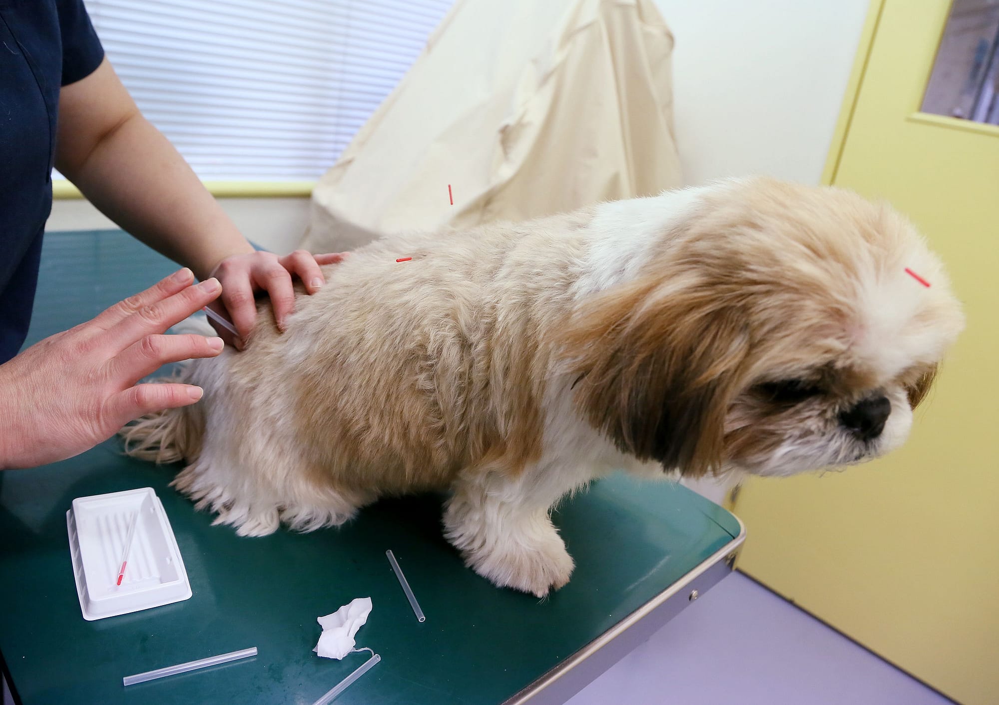 glucosamine injections for dogs
