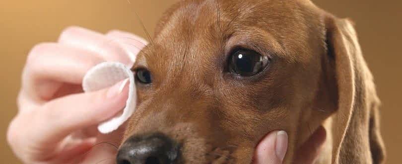 antibiotics for dog eye infection