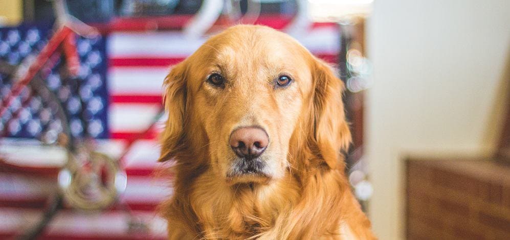 Can I Give Human Glucosamine Chondroitin to my Dog