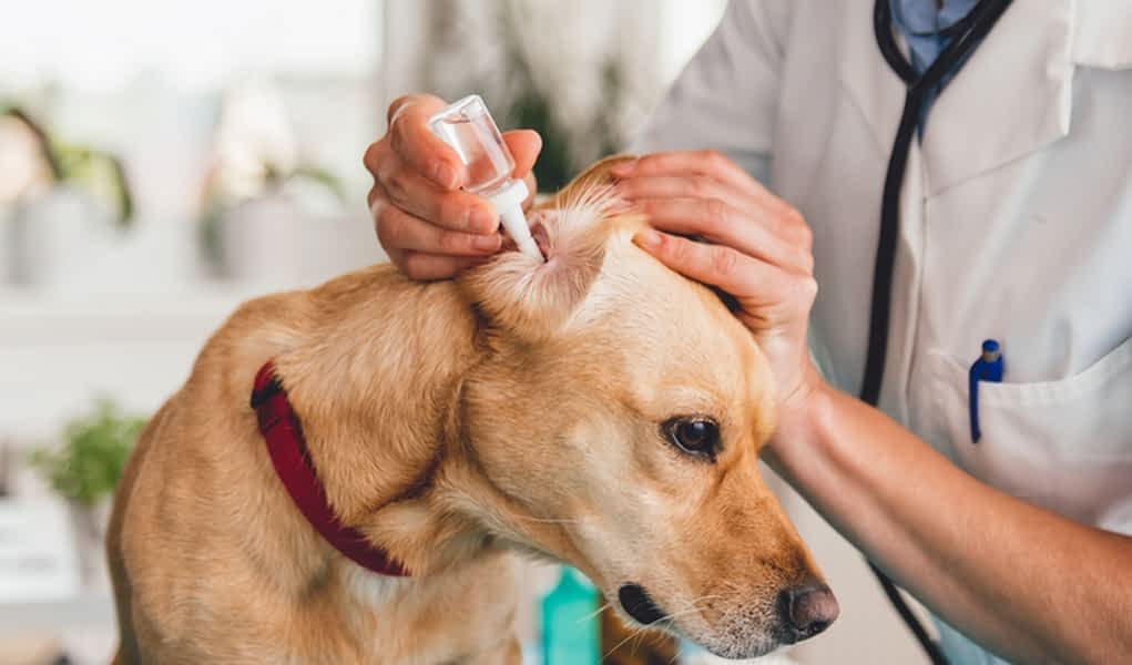 dog ear infection medication petsmart