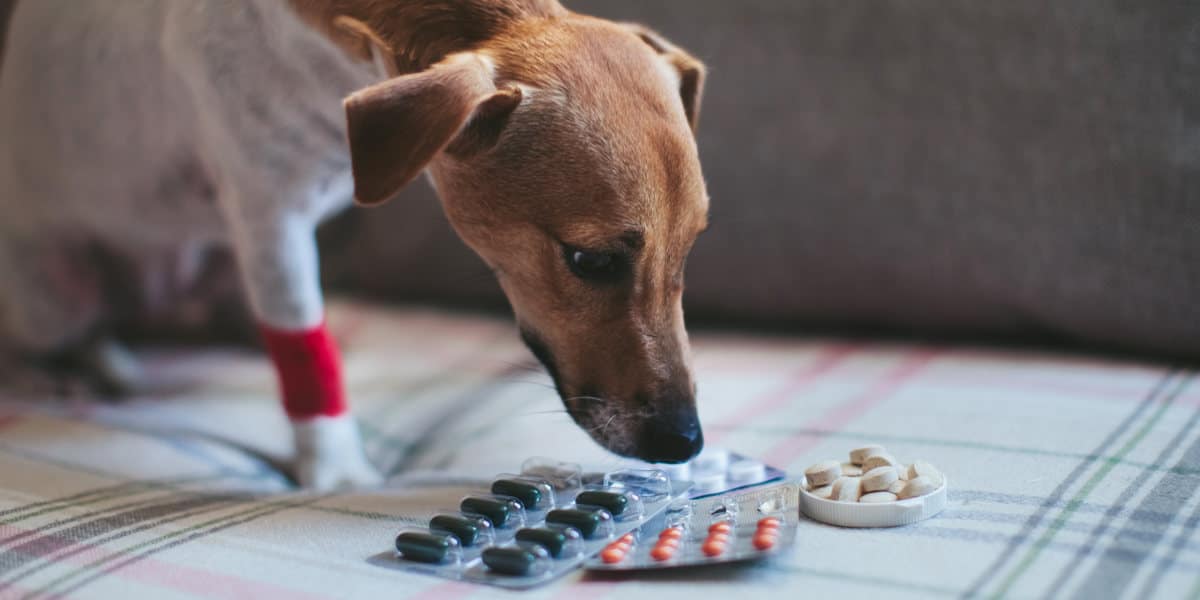 What can I give my dog for arthritis pain over the counter