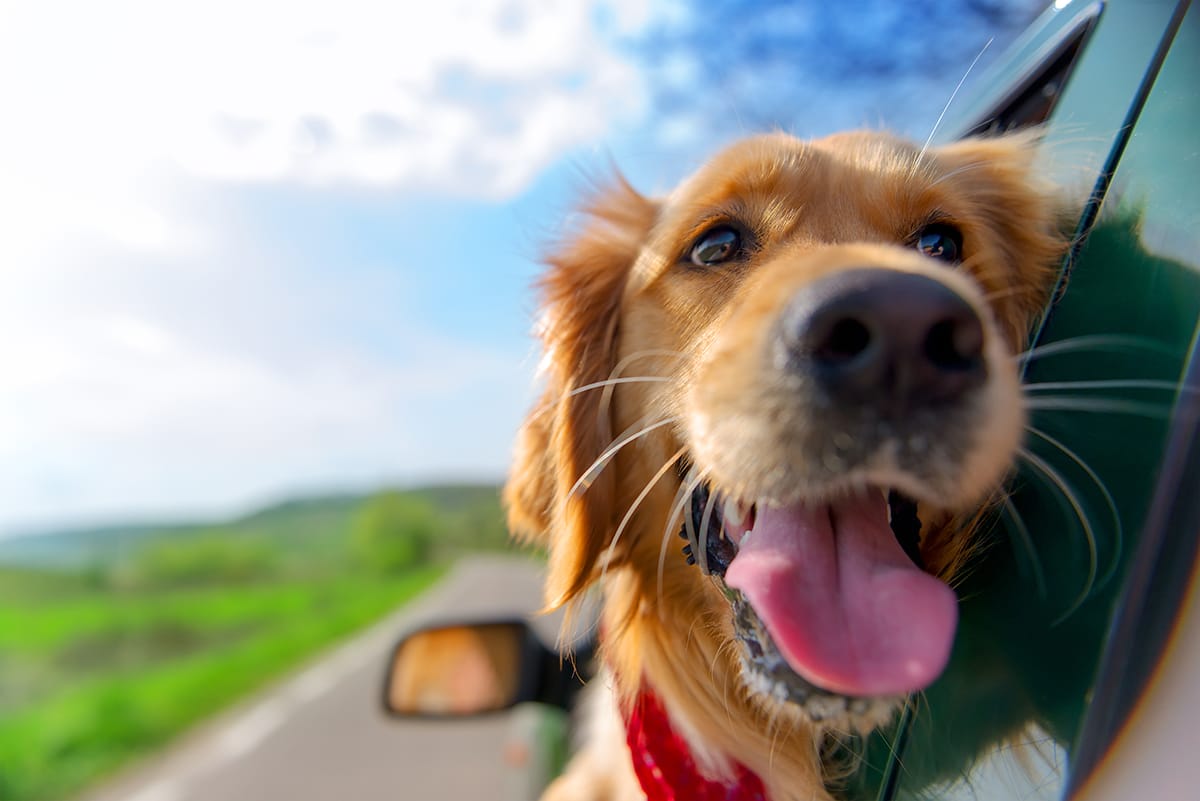 Extend K9 Health Formula