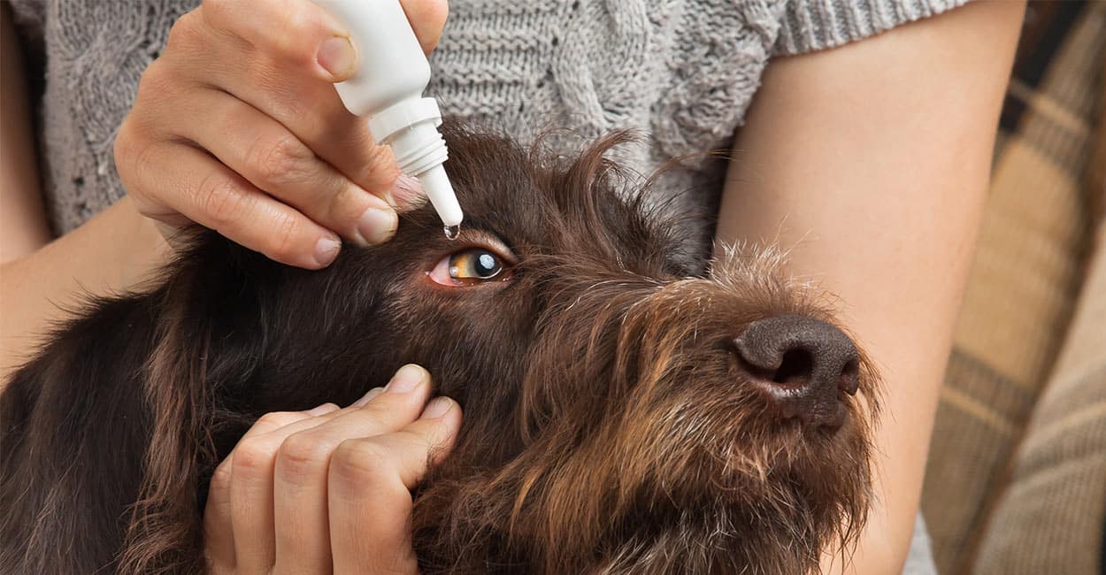Dog conjunctivitis treatment