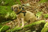 Why Buy a Dog Harness? A Comprehensive Comparison