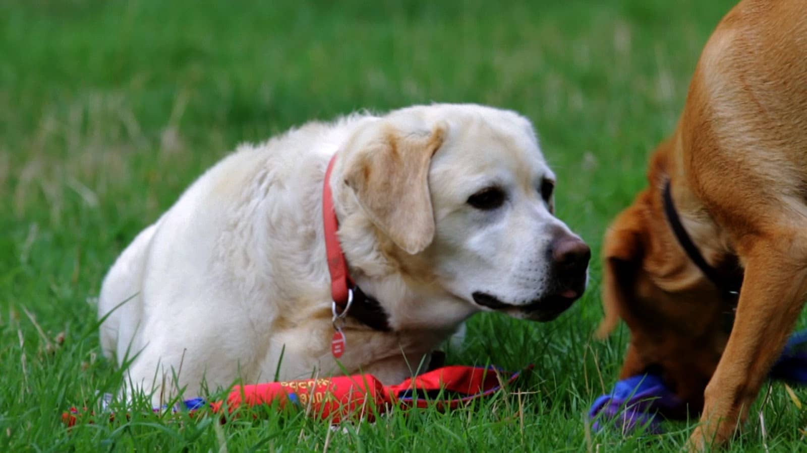 Osteo-Pet Liquid Glucosamine for Dogs