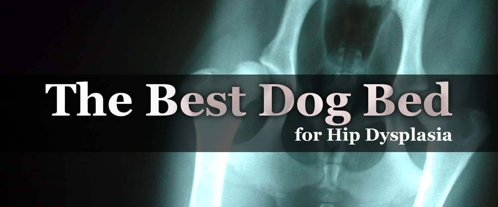 The Best Dog Bed for Hip Dysplasia