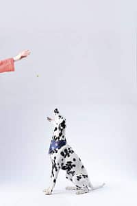 Can I give human glucosamine chondritin to my dog 2