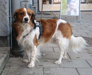 dog harness