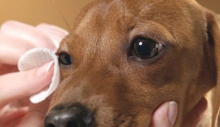 How to Treat a Dog Eye Infection at Home