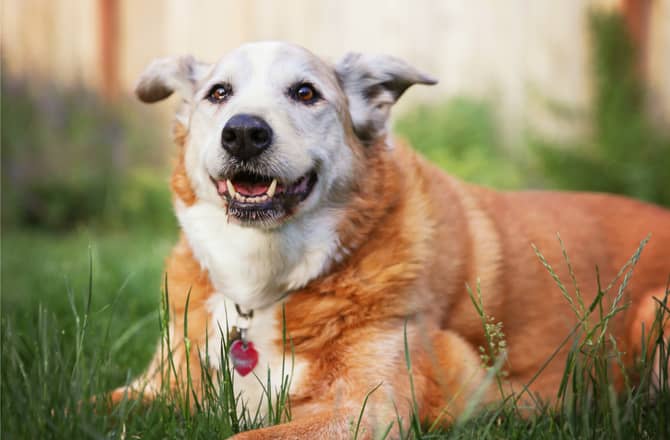 what is the difference between human and dog glucosamine