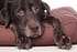Liquid Health K-9 Glucosamine with OptiMSM Hip and Joint Formula