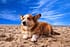 how often should i give my dog glucosamine