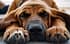 why glucosamine chondroitin supplements are better for dogs