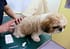 glucosamine injections for dogs