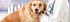 Dog Glucosamine Overdose