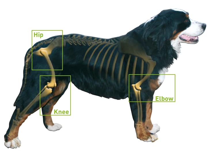 Using Glucosamine to Prevent Canine Osteoarthritis