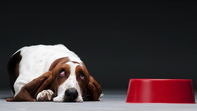 How to choose supplements with glucosamine and chondroitin sulfate for dogs