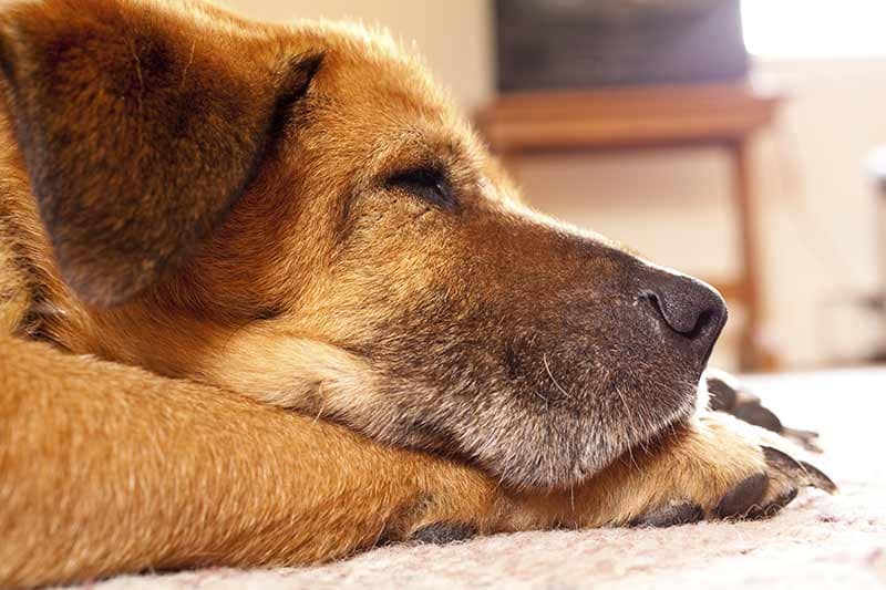 glucosamine for dogs dosage