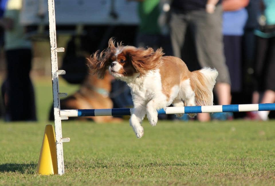 Dog Agility Training - All You Need to Know