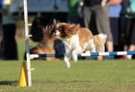 Dog Agility Training – All You Need to Know