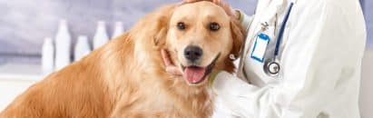 Dog Glucosamine Overdose