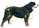 Using Glucosamine to Prevent Canine Osteoarthritis