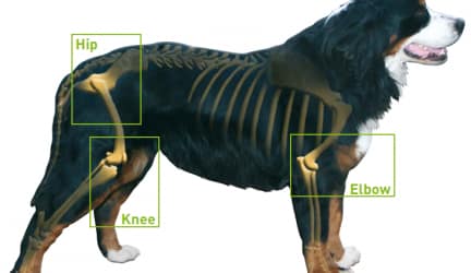 Using Glucosamine to Prevent Canine Osteoarthritis