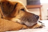 Glucosamine Dosage for Dogs