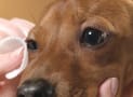 How to Treat a Dog Eye Infection at Home