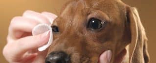 How to Treat a Dog Eye Infection at Home